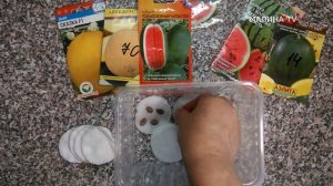 АРБУЗЫ и ДЫНИ в средней полосе. Проращивание семян на рассаду