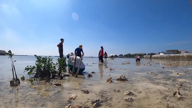 A Tree for Life mangrove planting on Pulau Panggang, Java, Indonesia смотреть онлайн
