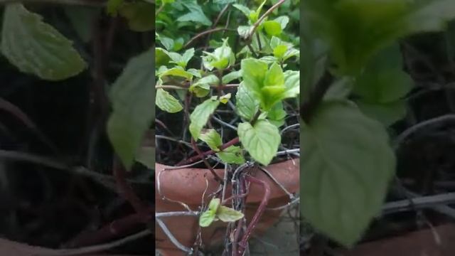 Daun Mint / Peppermint (Mentha Piperita L). смотреть онлайн