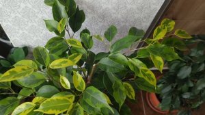 Фикус Бенджамина/Обрезка и размножение фикуса/черенкование/формирование фикуса как штамбовое дерево