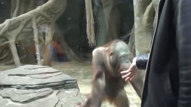 Орангутанги жгут смотреть онлайн