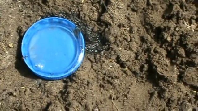 Избавляемся от муравьёв смотреть онлайн