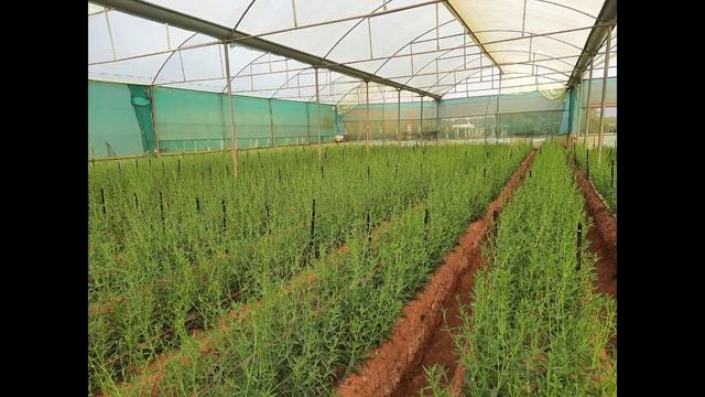 Gypsophilia Farming!!! #gypsophila #Gypso #Babybreathefarming #modernfarming #indianagriculture смотреть онлайн