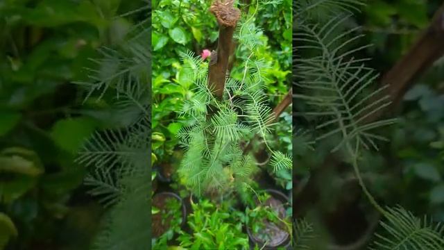 ipomoea quamoclit | Hummingbird vine | perennial hummingbird vine смотреть онлайн