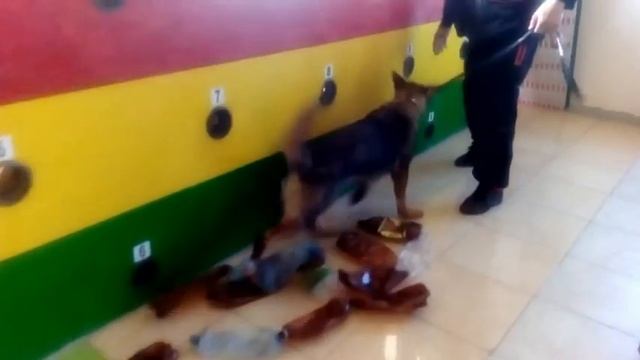 K-9 Best Detection INFINITI № 8 смотреть онлайн