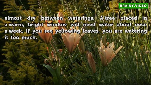 Basic Care of a Sago Palm Tree смотреть онлайн