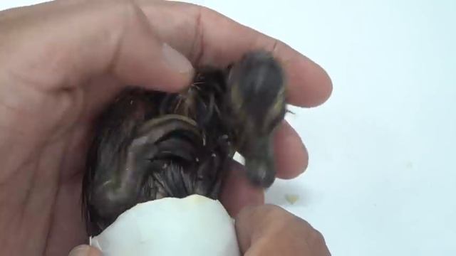 Please help me! смотреть онлайн