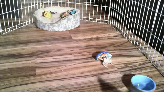 Видео с веб-камеры. Дата: 10 января 2013 г., 17:23. смотреть онлайн