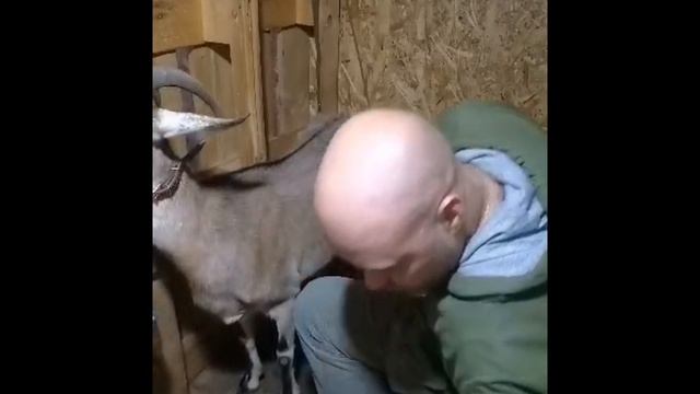 Дойка козы, как подоить непослушную козу, лайфхак смотреть онлайн