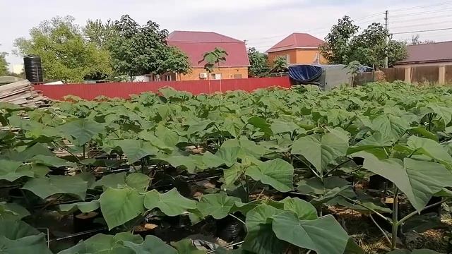 19.06.22 саженцы павловнии второго года, ЗКС смотреть онлайн