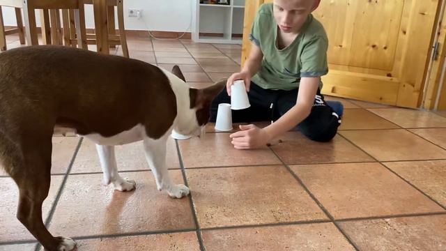 играем с собакой | Бостон Терьер | собака ищет вкусняшки