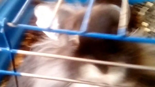 Вопрос-ответ ///как часто надо убираться у кроликов? смотреть онлайн