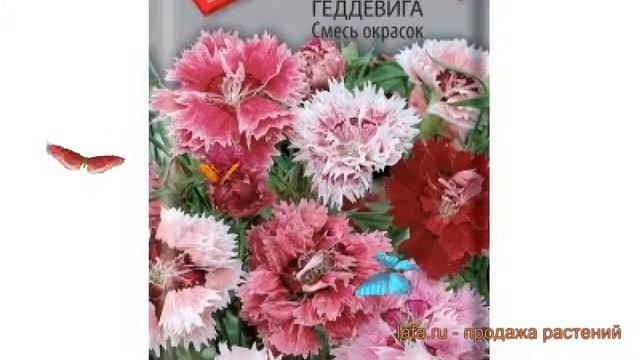 Грибная фантазия: лесные изыскания