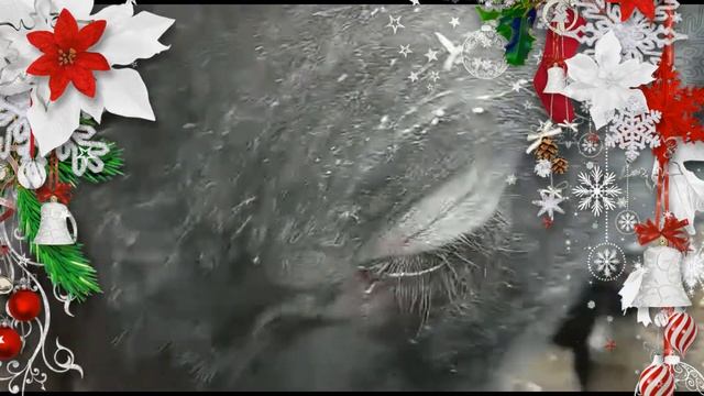 Наш грызун по кличке Жорик стал звездой видео открытки. смотреть онлайн