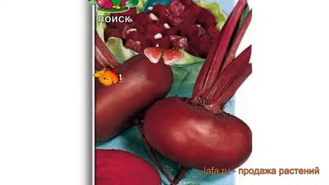 Свекла столовый Египетская плоская ? обзор: как сажать, семена свеклы Египетская плоская смотреть онлайн