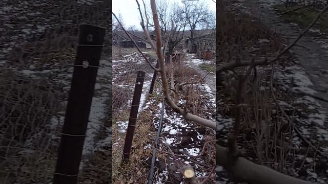 4 февраля 2023 г. Дополнительное пояснение по обрезке плодоносящих яблонь смотреть онлайн