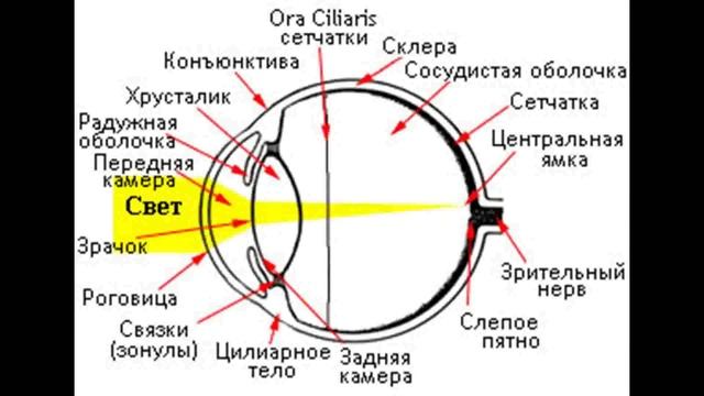 Почему у кошек светяться глаза смотреть онлайн