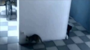 Драки котов! Блиц подборка кошачьих драк