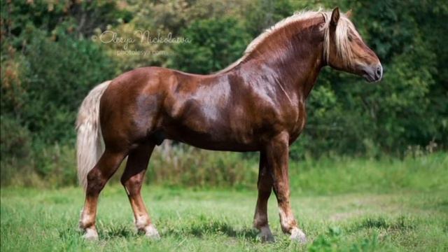 🐴Horse-show🐴 2-СЕЗОН 15-ВЫПУСК (СОВЕТСКИЙ И РУССКИЙ ТЯЖЕЛОВОЗ) «Раздор» Часть-1 смотреть онлайн