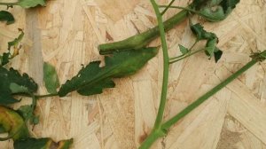 Почему листья томатов вянут,на листьях появляются пятна?Фузариоз томатов.