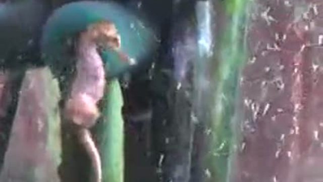 Морской конёк приносит потомство смотреть онлайн