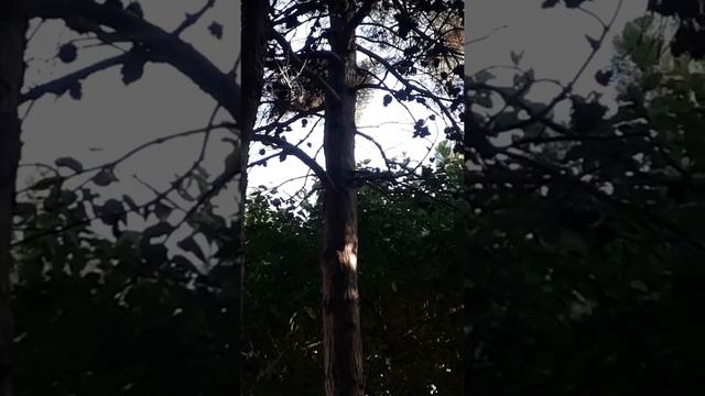 Белки играют смотреть онлайн