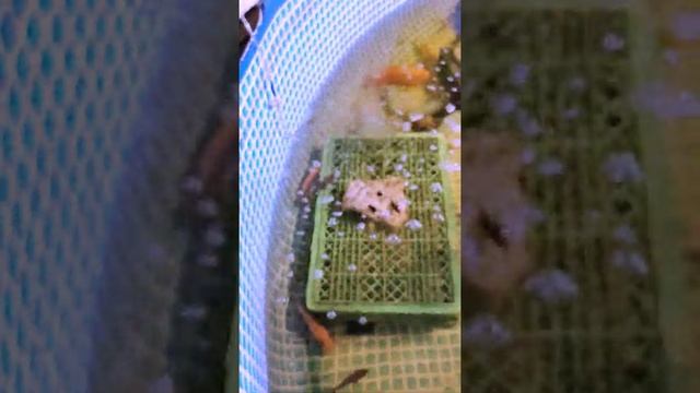 цитроновая цихлазома, лабиатум, 8 нерестов смотреть онлайн