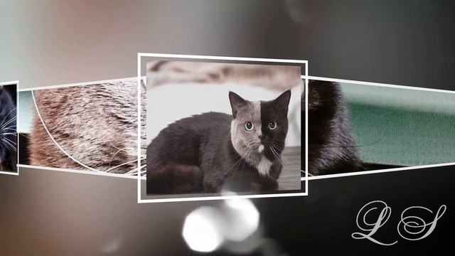 Удивительные кошки. Кошки с необычным окрасом. Коты, которые отличаются от других смотреть онлайн