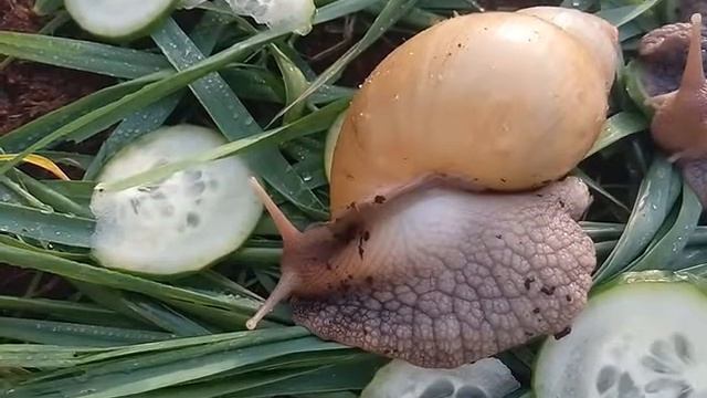 Мои улитки Ахатины Родации) смотреть онлайн