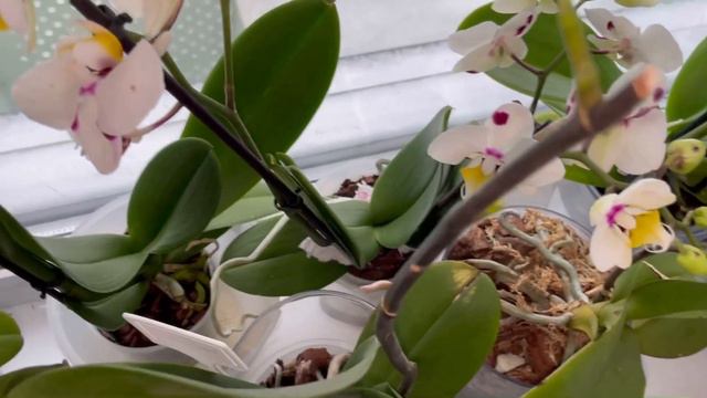 Всем приветик!!! Обзор орхидей на 01.12.21 . Приятного просмотра!!!🌺🌺🌺 смотреть онлайн