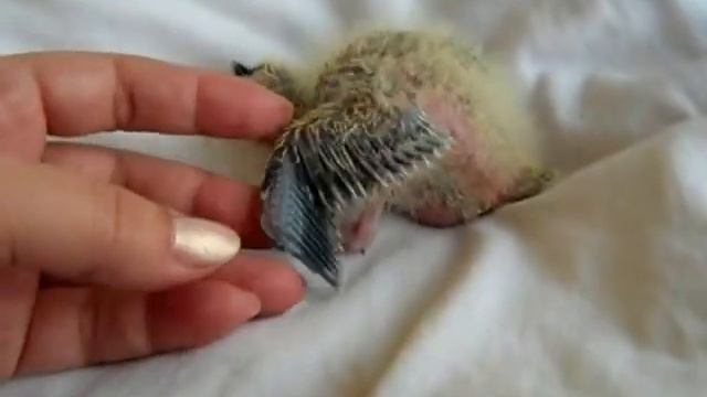 Попугаи нимфы - кореллы Кузя и Фиби (разведение) 13 Птенец кореллы Breeding Corell. смотреть онлайн