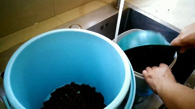 Phalenopsis Orchids Repot | Paano mag prepare ng Hydroton as Orchids Potting Media смотреть онлайн