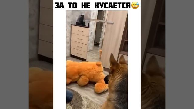 Как научить собаку не кусаться)) смотреть онлайн