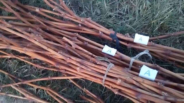 ВИНОГРАД АРКАДИЯ, ЧЕРЕНКИ ВИНОГРАДА ДЛЯ ПРОРАЩИВАНИЯ,100 РУБ ШТ. ТУЛА. смотреть онлайн