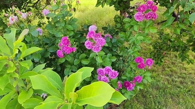 16 июня 2023 г. Розы у меня в саду. Сорт #Сапфир, #Новалис, #Минерва, #Констанс, #АприкотСкай. смотреть онлайн