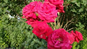 Розы. Как отцветают розы. Какая роза цветет больше всех