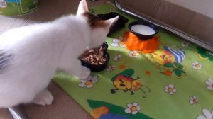 Котенок, обожает куриный печень!