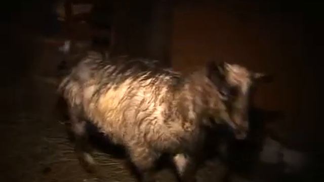 Пришла коза рогатая смотреть онлайн