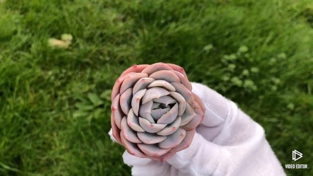 Echeveria Jocelyns Joy смотреть онлайн