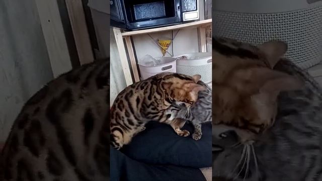 у нас третья кошка, нашли серую кошечку породы Американский керл. смотреть онлайн