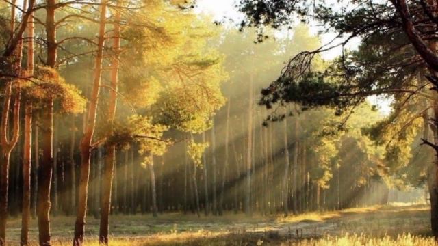 Morning Flute Music Kirshan Flute Music Bunsure Music/M d Relaxing Music смотреть онлайн