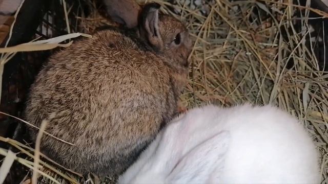Кролики. Взвешиваем крольчат. Сколько весят крольчата в один месяц. смотреть онлайн