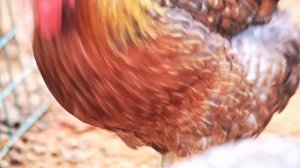 КРАСИВЫЕ КУРЫ БИЛЕФЕЛЬДЕР. СЕКРЕТЫ СОДЕРЖАНИЯ ПОРОДИСТЫХ КУР. ВСЕ ПРОЩЕ ЧЕМ ВЫ ДУМАЛИ!