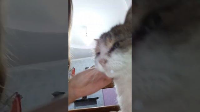 Всем привет мои дорогие подписчики я вернулась! смотреть онлайн