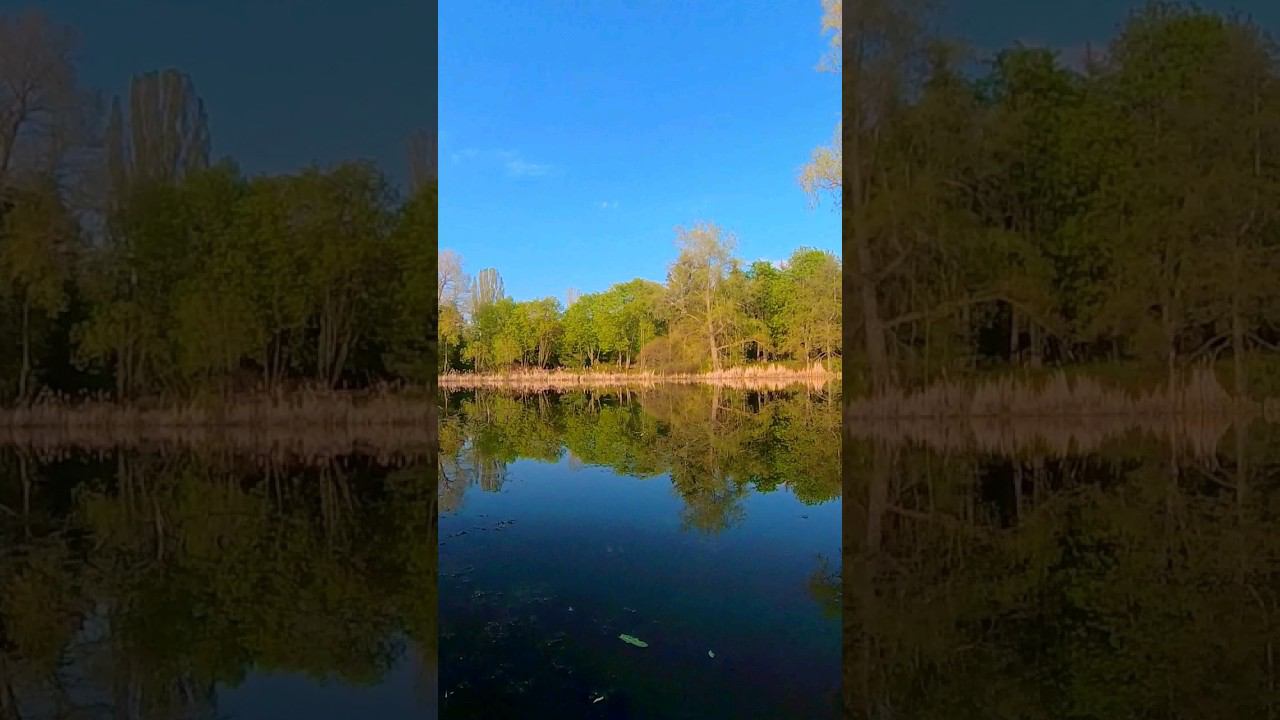 #ботаническийсад #самарскаяобласть #самара #лягушка #nature #travel смотреть онлайн