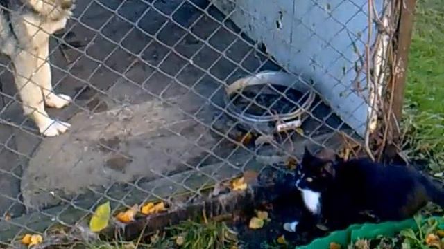 Видит глаз, да зуб неймёт. смотреть онлайн