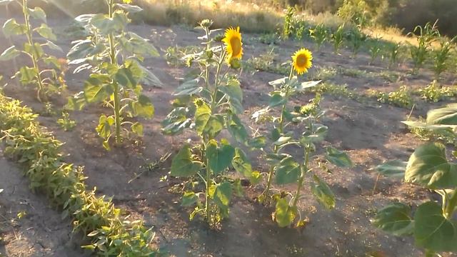 После засухи. Биогумус для зерновых культур. Результаты, эффективности биогумуса. смотреть онлайн