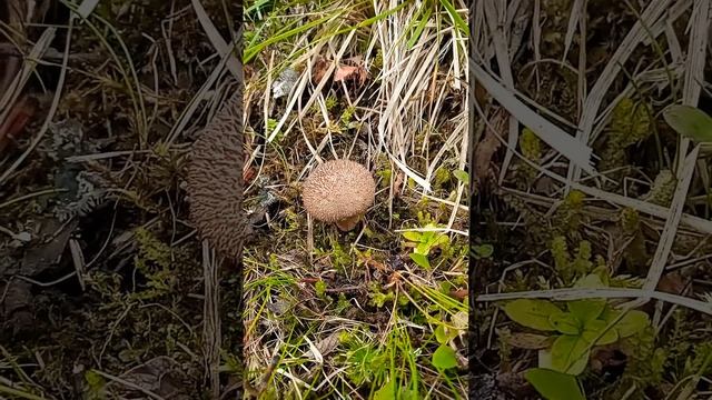 Грибы и их роль в развитии лесной экосистемы