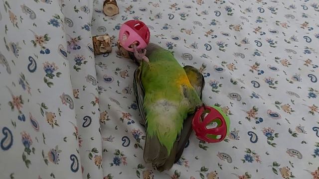 20 февраля 2024 г. смотреть онлайн