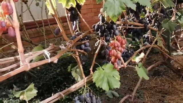 Шоколадный виноград/ Памяти Голодрыги/ Марадонна красная смотреть онлайн